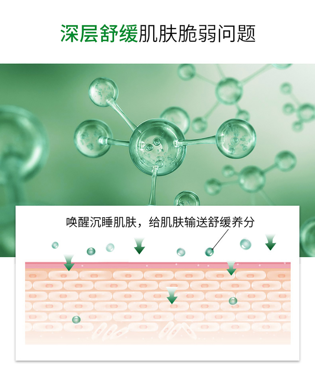山茶籽舒颜次抛精粹油7.jpg